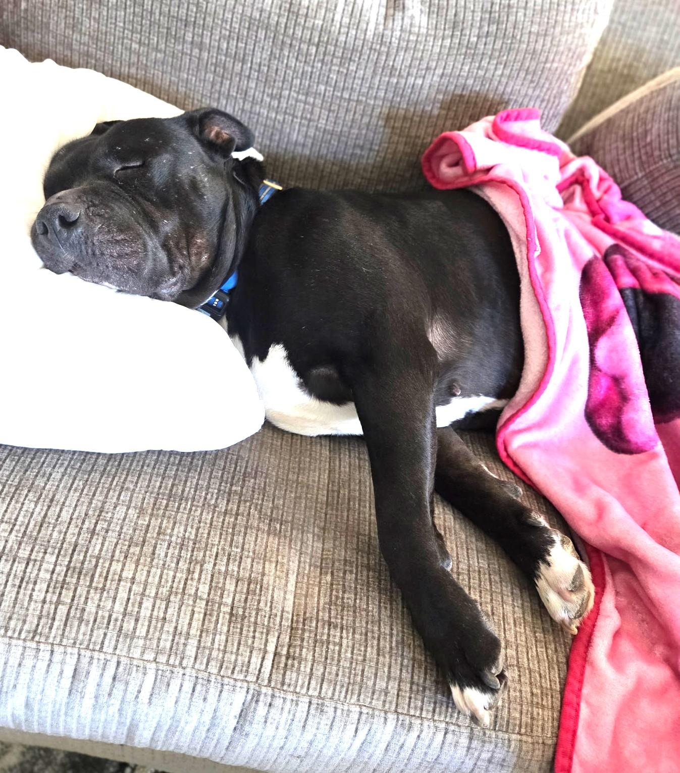 Enlarge Jett Awesome Mini Mastiff Boy! Fostering in Greenwich CT, an adopted mixed breed in Danbury, CT image 6/6