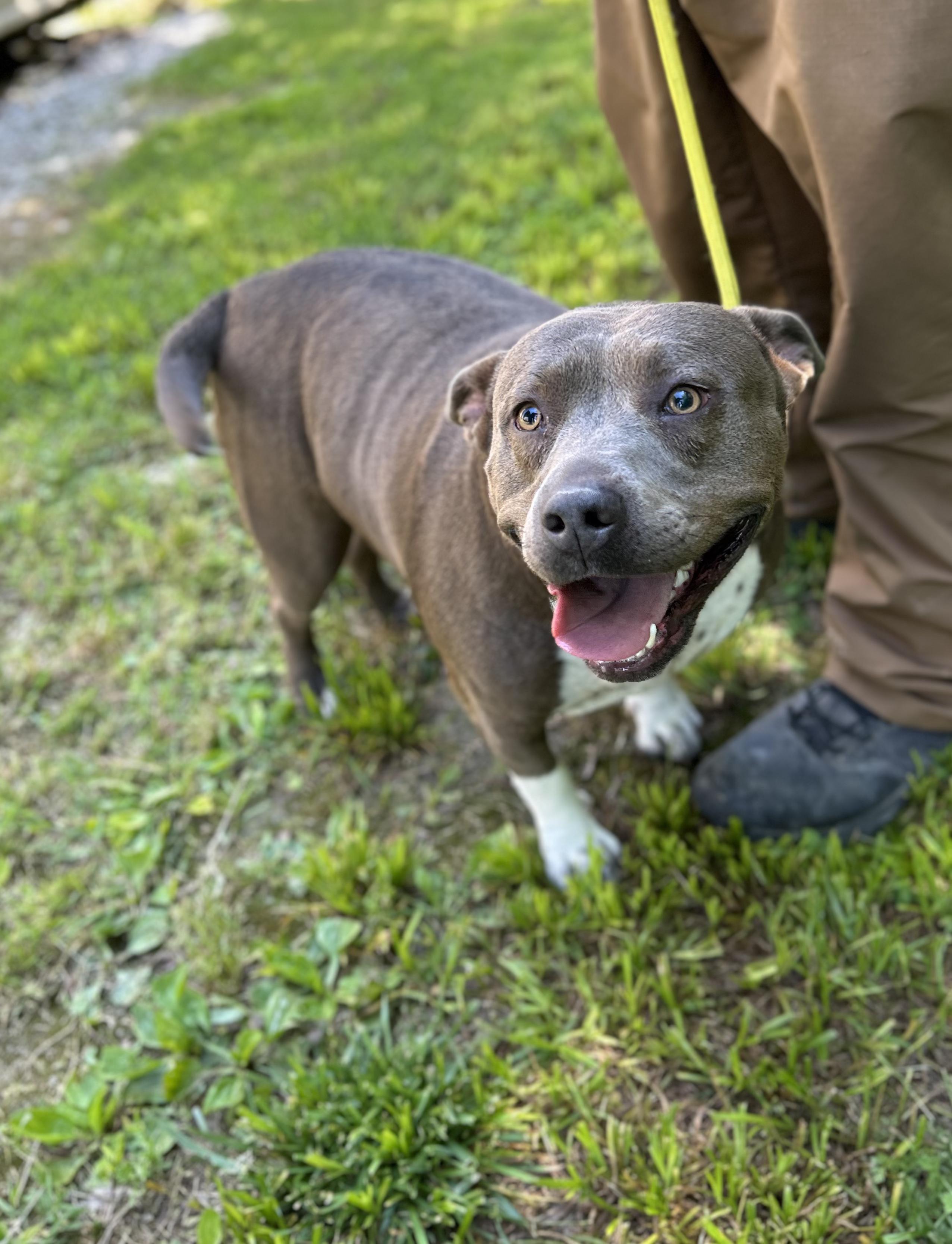 Enlarge Star, an adopted Mixed Breed in Manchester, TN image 3/3