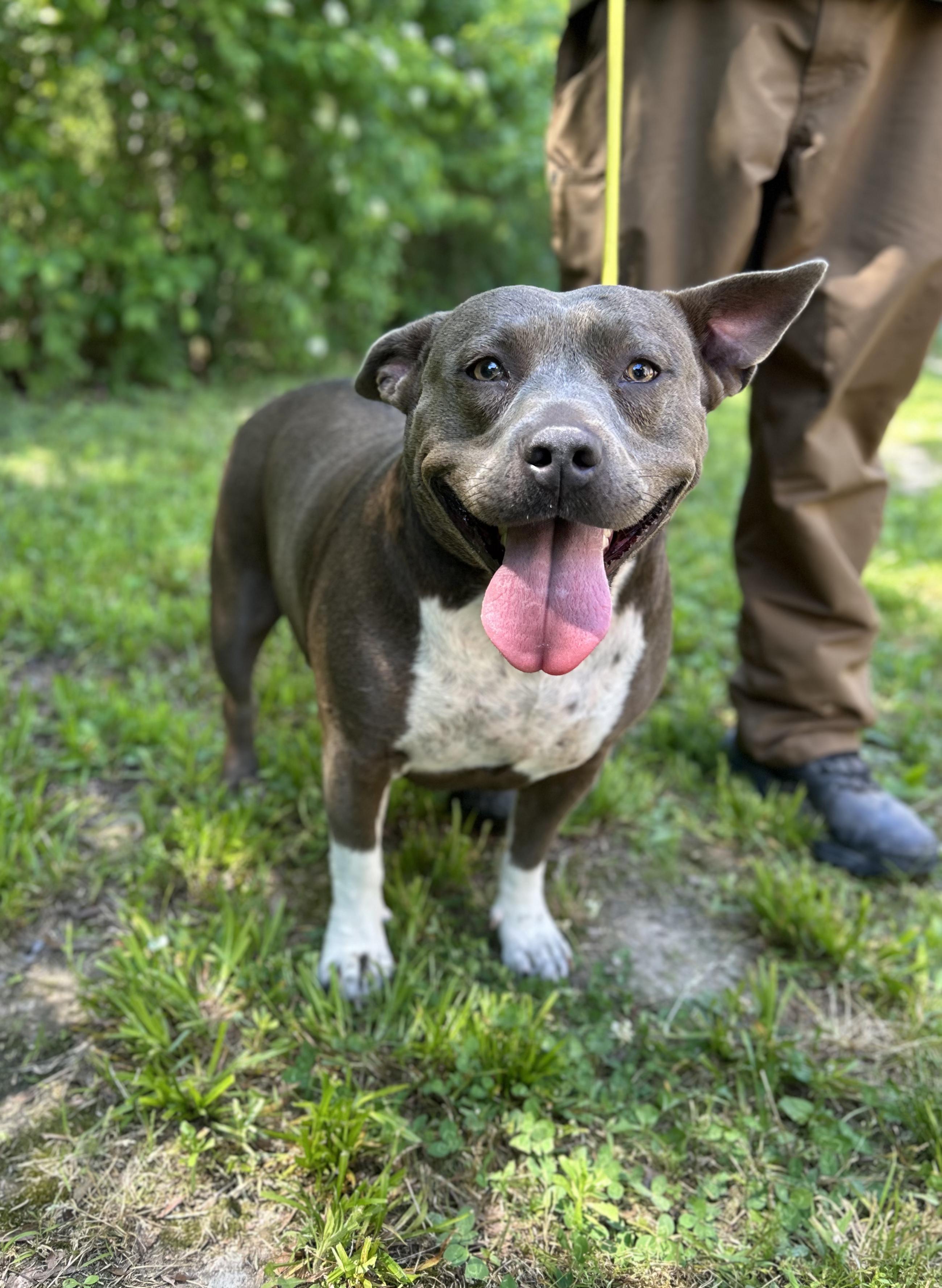 Star, adopted, Young Female Mixed Breed.