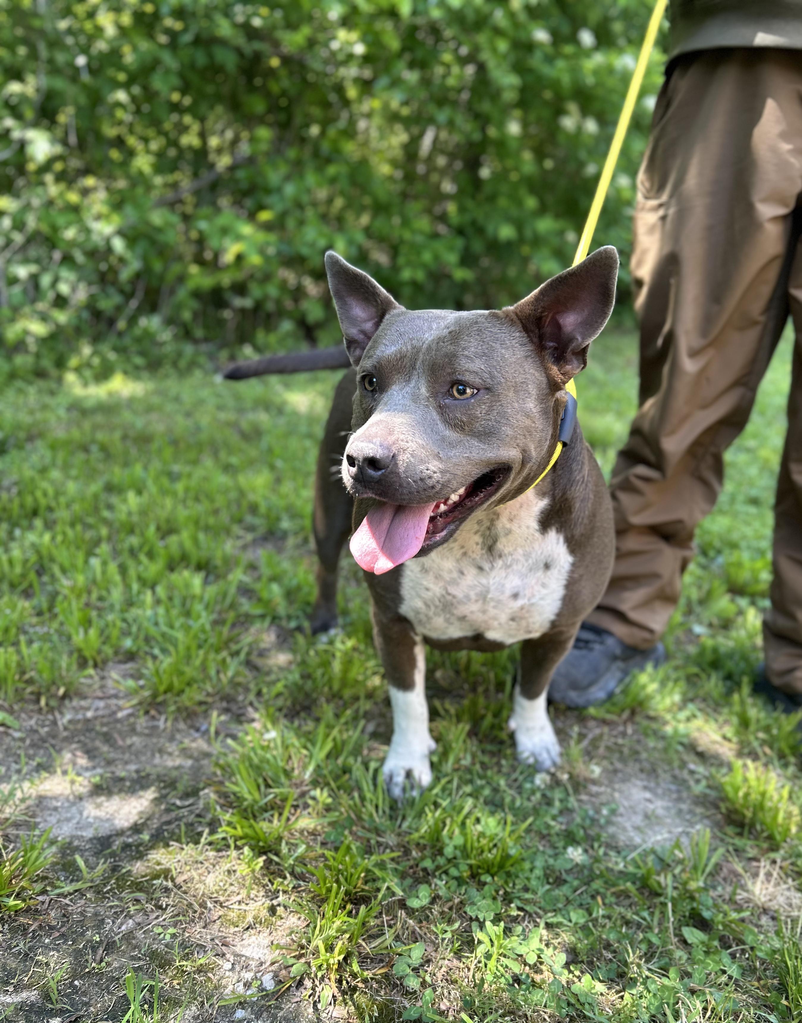 Enlarge Star, an adopted Mixed Breed in Manchester, TN image 2/3