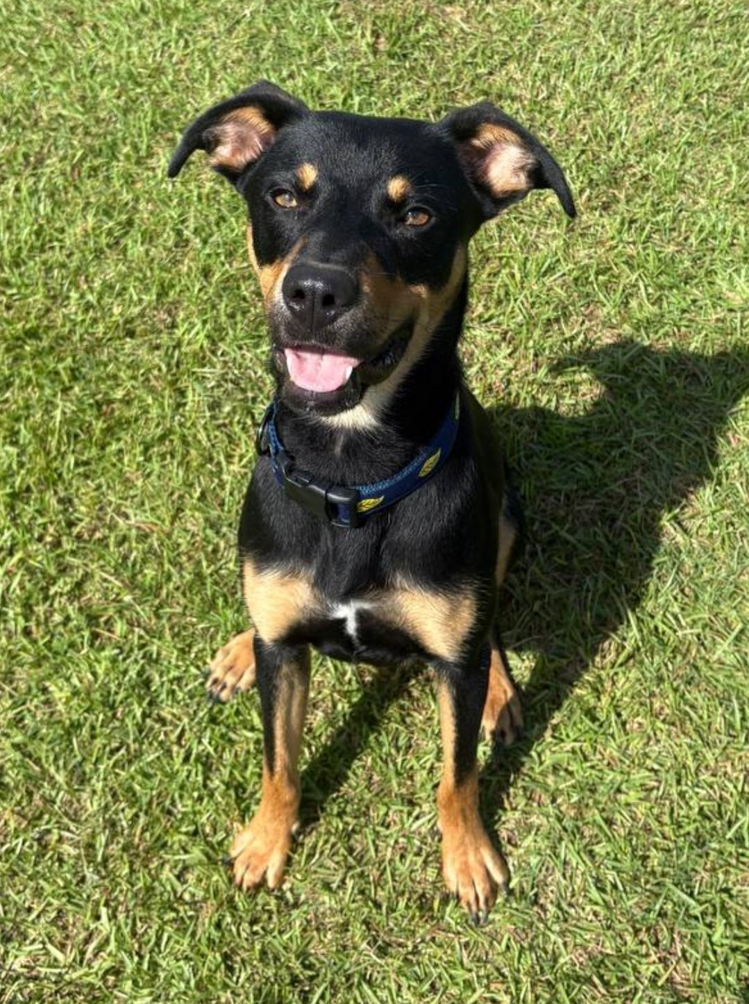 Diesel, ADOPTABLE, Young Male Rottweiler.