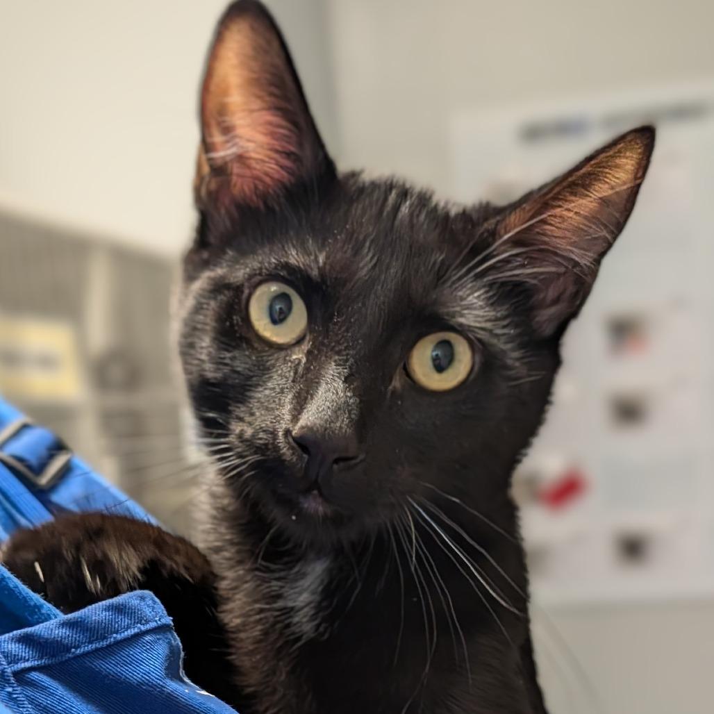 Enlarge Cole, a Adoptable Domestic Short Hair in Long Beach, CA image 1/3