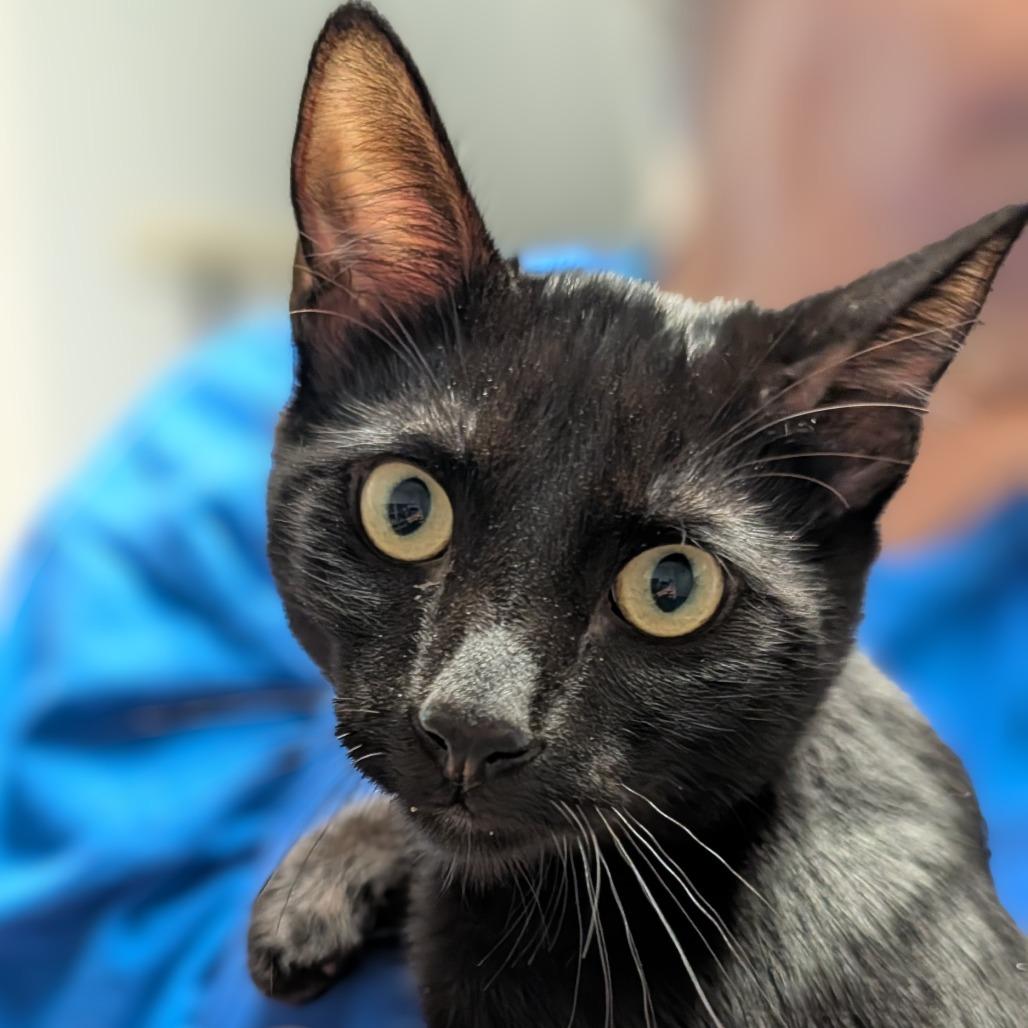 Enlarge Cole, a Adoptable Domestic Short Hair in Long Beach, CA image 2/3