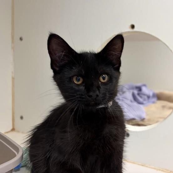Enlarge Cole, a Adoptable Domestic Short Hair in Long Beach, CA image 3/3