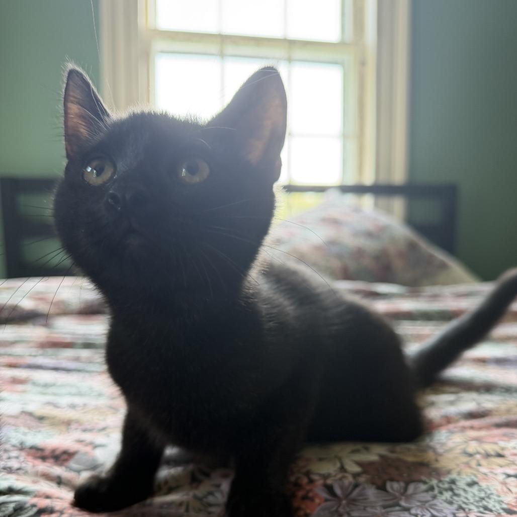 Enlarge Minnow - Keeler Mama Kitten 1, a Adoptable Domestic Short Hair in Westport, CT image 1/1