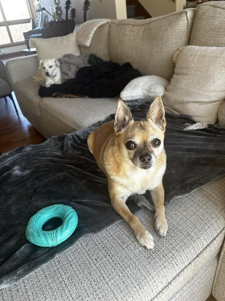 Enlarge Sid, a Adoptable mixed breed in Groveland, MA image 1/3