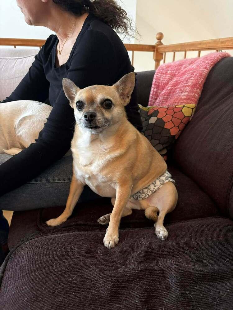 Enlarge Sid, a Adoptable mixed breed in Groveland, MA image 2/3