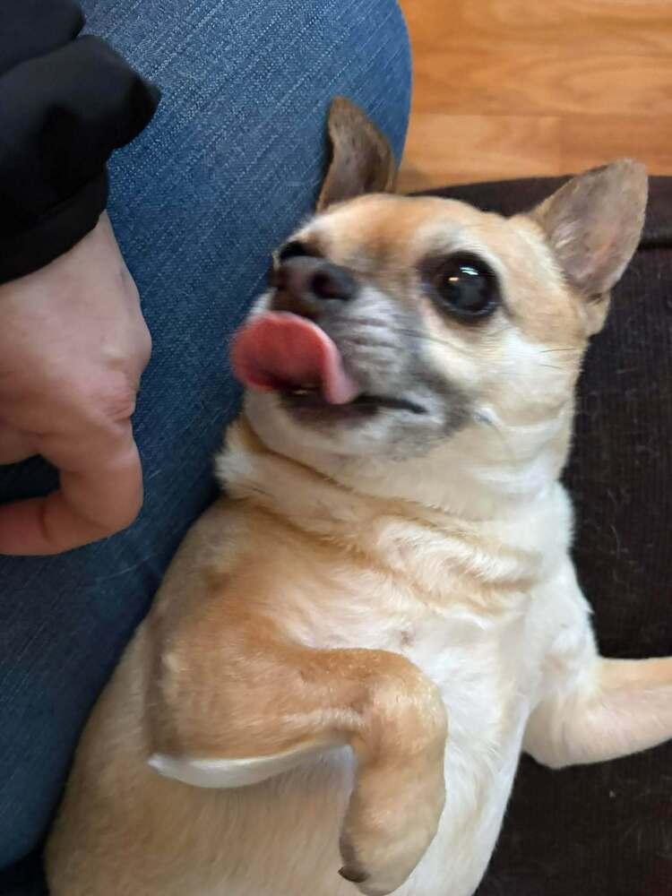 Enlarge Sid, a Adoptable mixed breed in Groveland, MA image 3/3