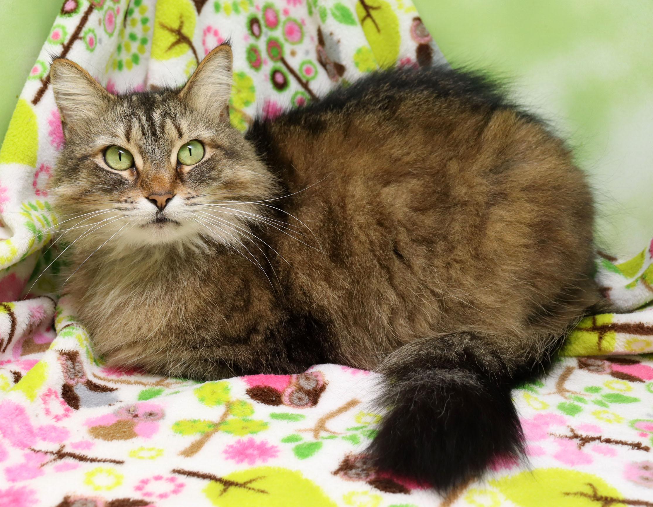 Enlarge Eleanor, an adopted Domestic Medium Hair in Tierra Verde, FL image 2/3