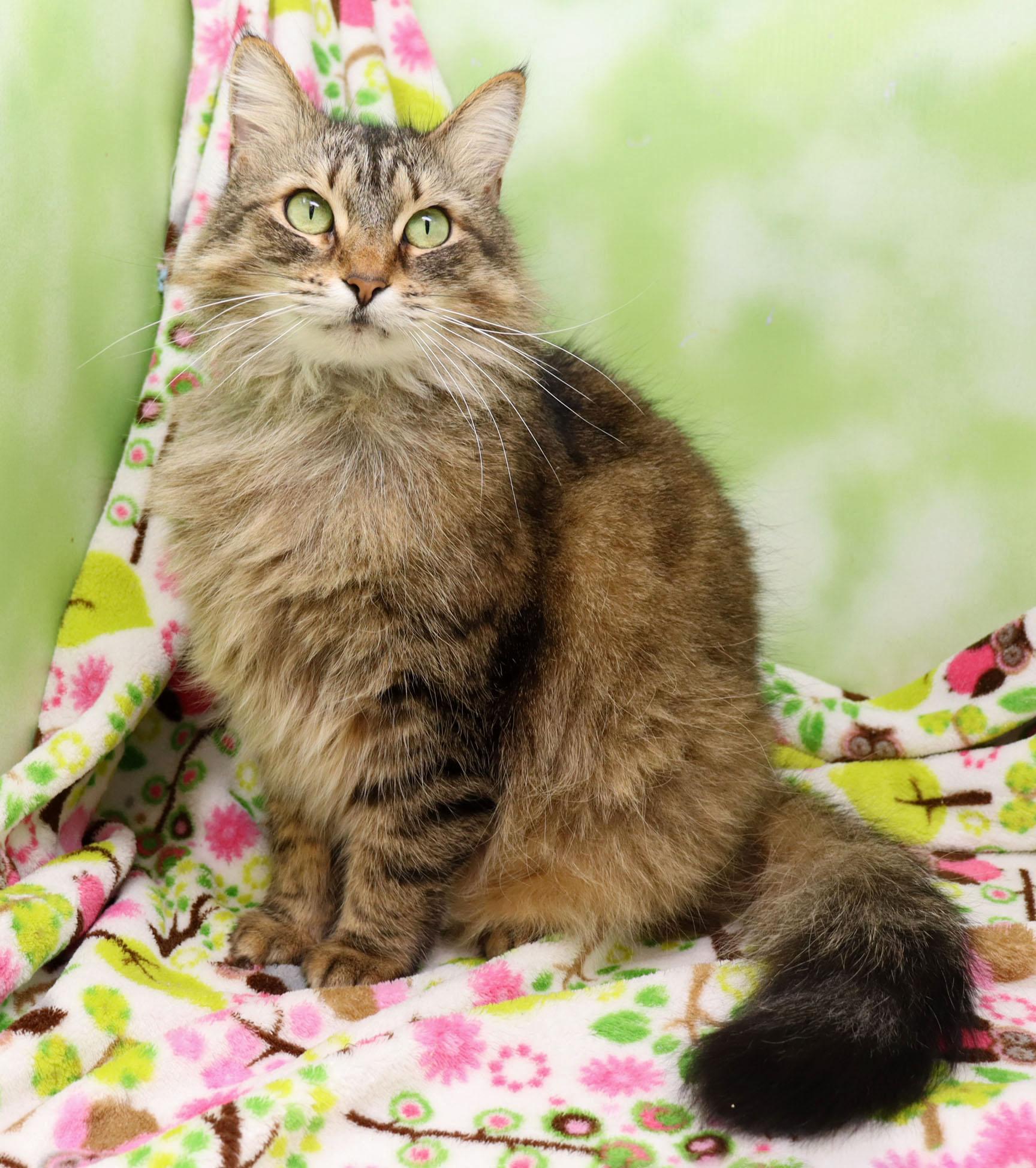 Enlarge Eleanor, an adopted Domestic Medium Hair in Tierra Verde, FL image 3/3