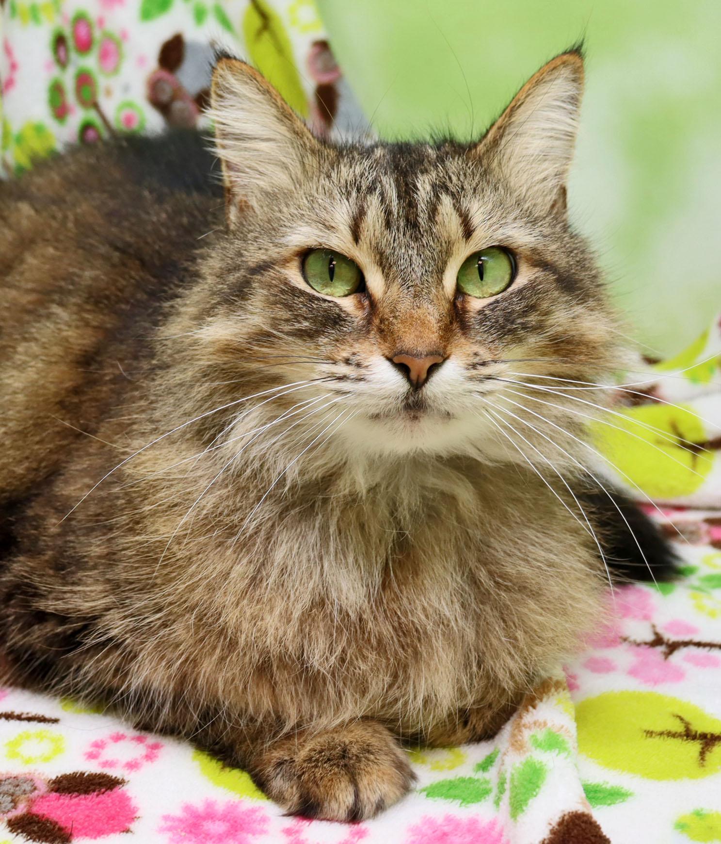 Eleanor, ADOPTABLE, Adult Female Domestic Medium Hair.