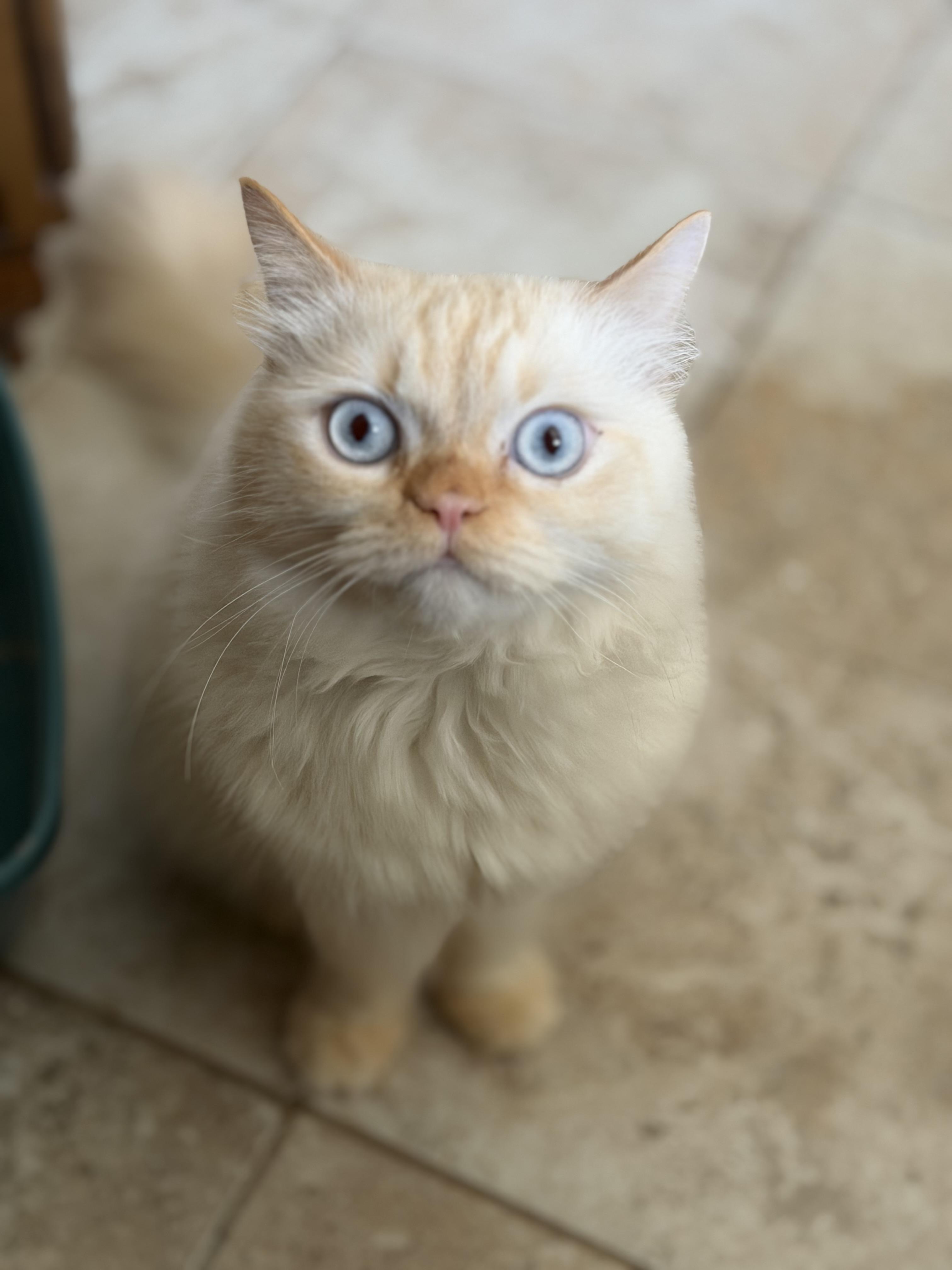 Ramo, a Adoptable mixed breed in Manalapan, NJ image 5/6