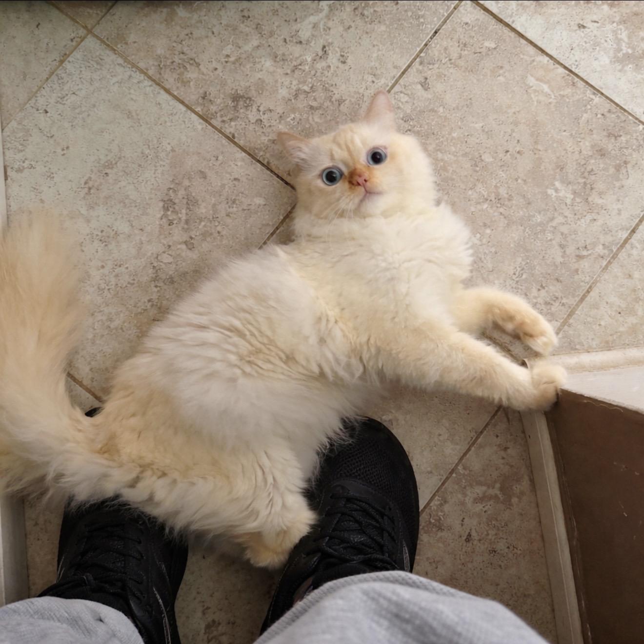 Ramo, Adoptable, Young Male Himalayan & Ragdoll.