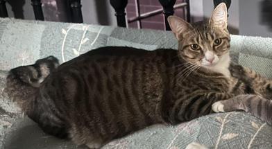 Enlarge Jolie, a Adoptable mixed breed in AKRON, OH image 4/5