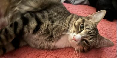 Enlarge Jolie, a Adoptable mixed breed in AKRON, OH image 2/5