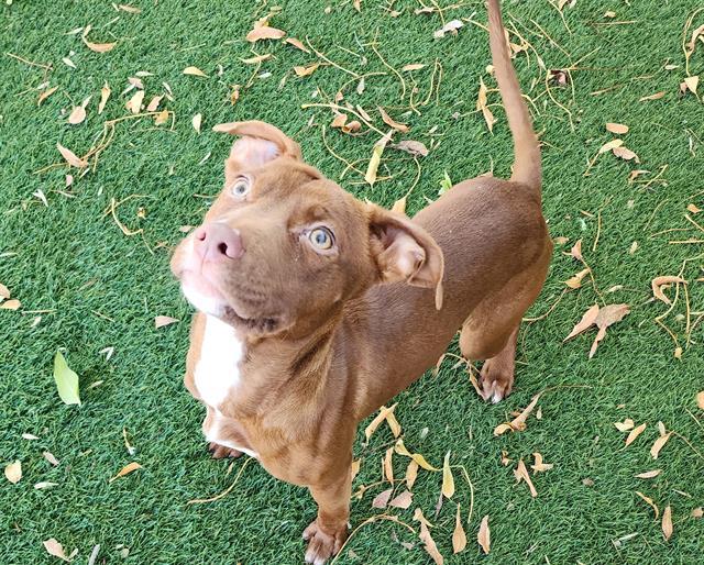 Enlarge REMA, a Adoptable mixed breed in Antioch, CA image 1/1