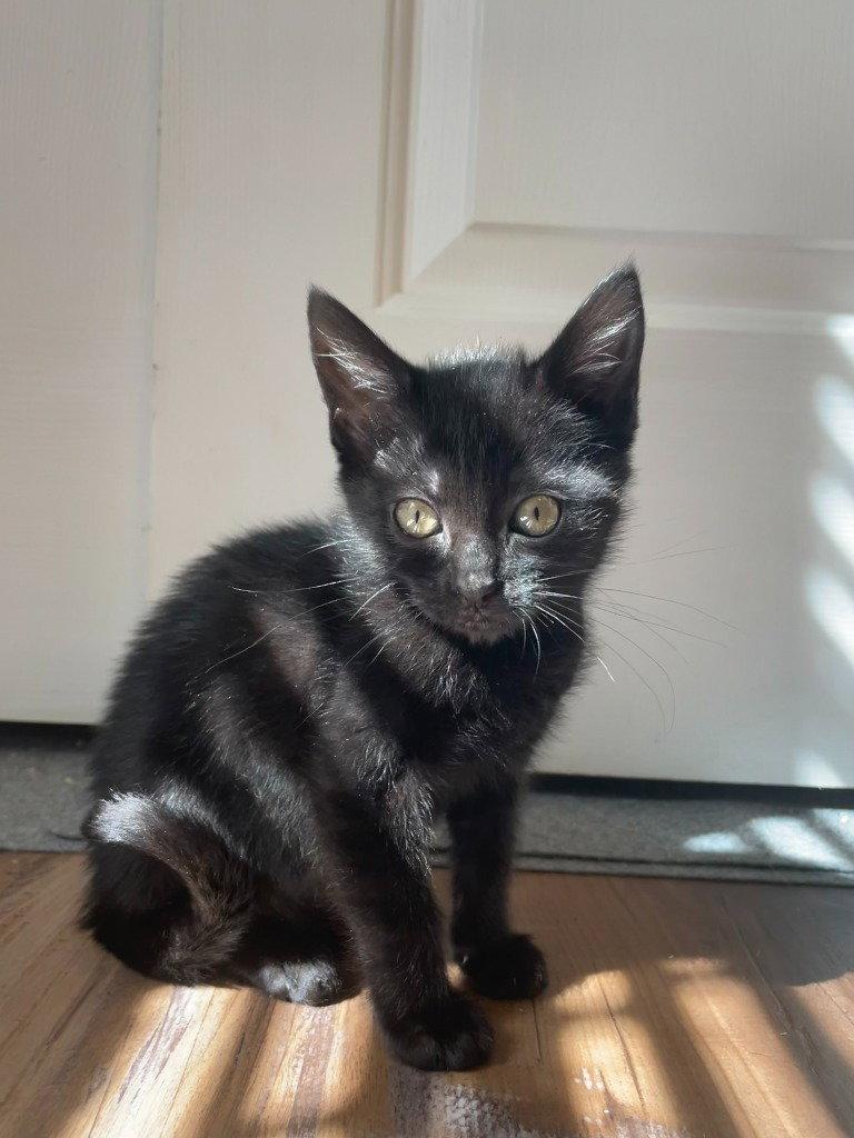26-34 Marcy, Adoptable, Kitten Female Domestic Short Hair.
