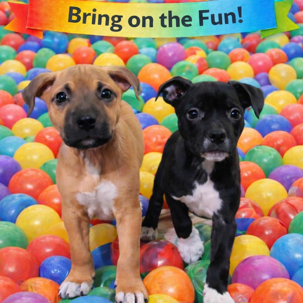 Enlarge Dwight, a ADOPTABLE mixed breed in Collingswood, NJ image 5/5