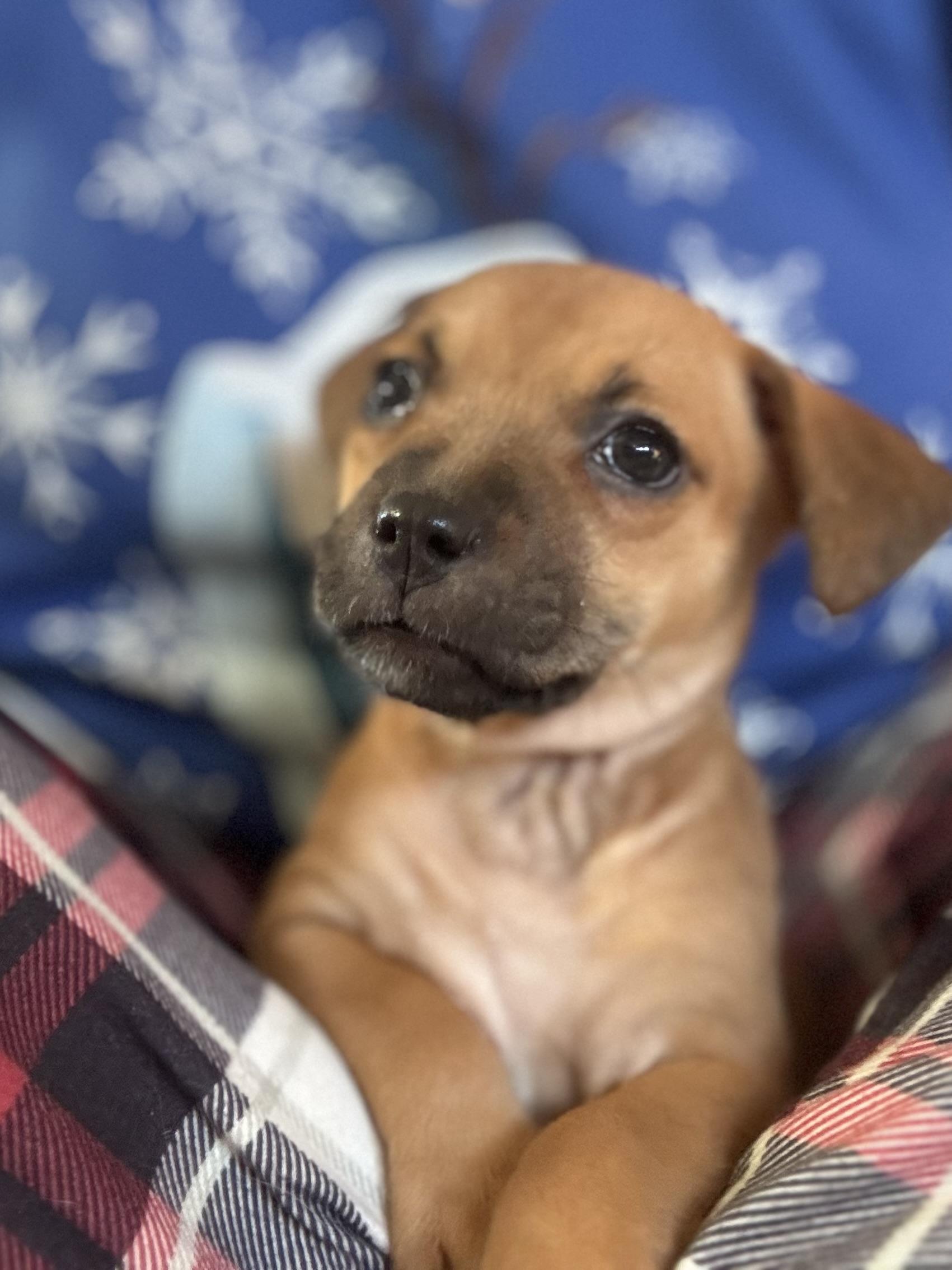Enlarge Dwight, a ADOPTABLE mixed breed in Collingswood, NJ image 3/5