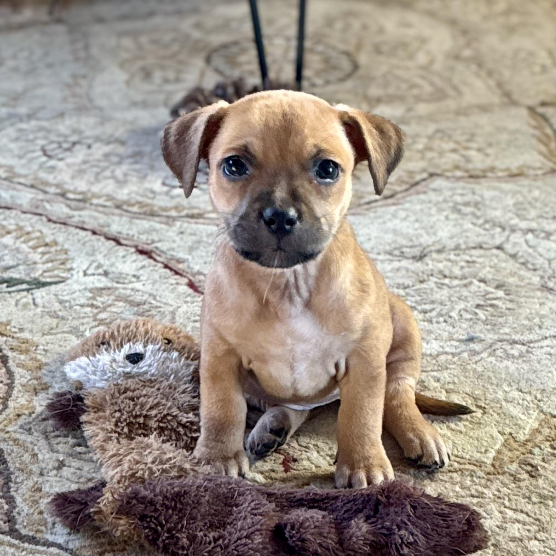 Enlarge Dwight, a ADOPTABLE mixed breed in Collingswood, NJ image 2/5