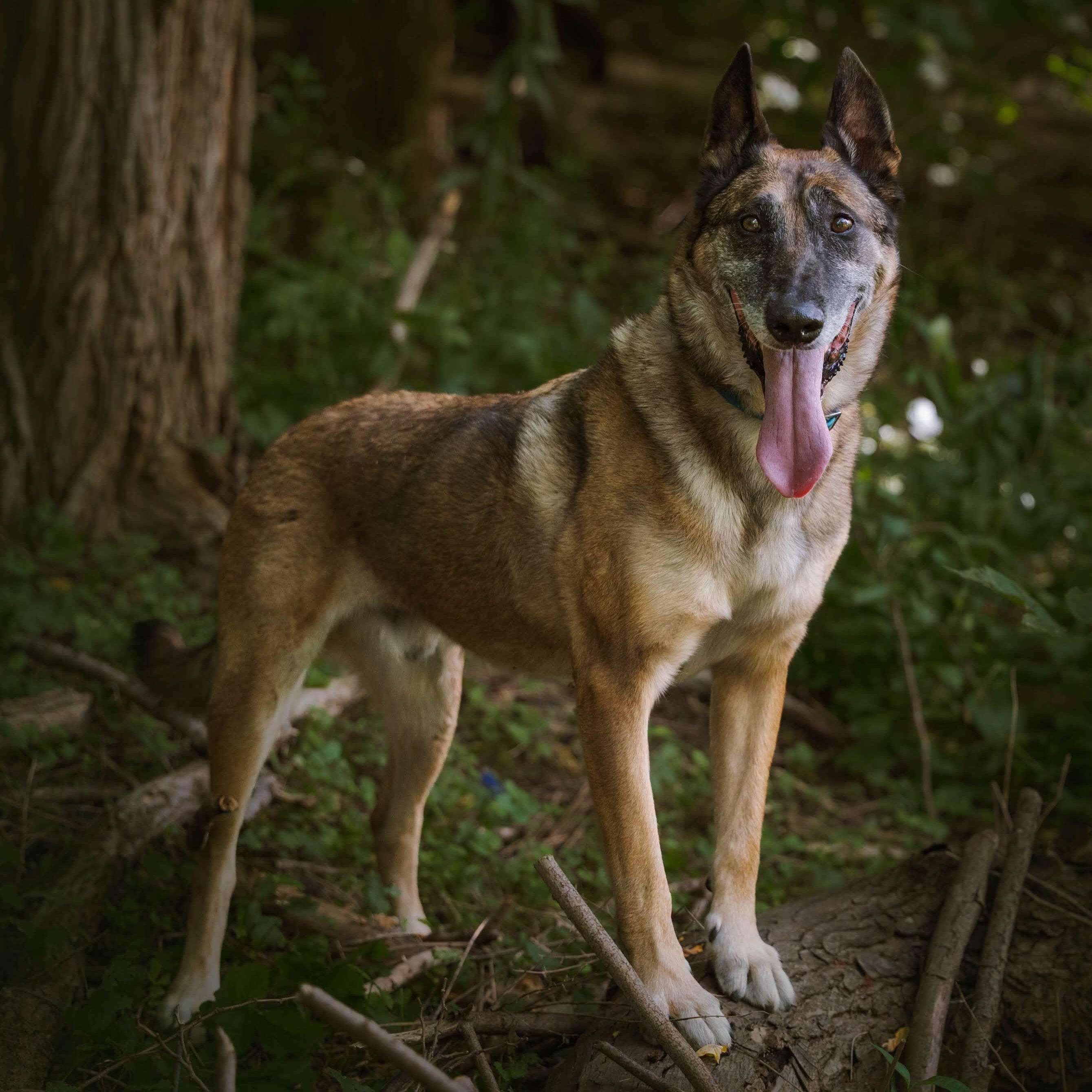 Enlarge Max, a Adopted Belgian Shepherd / Malinois in Rockwood, ON image 1/6