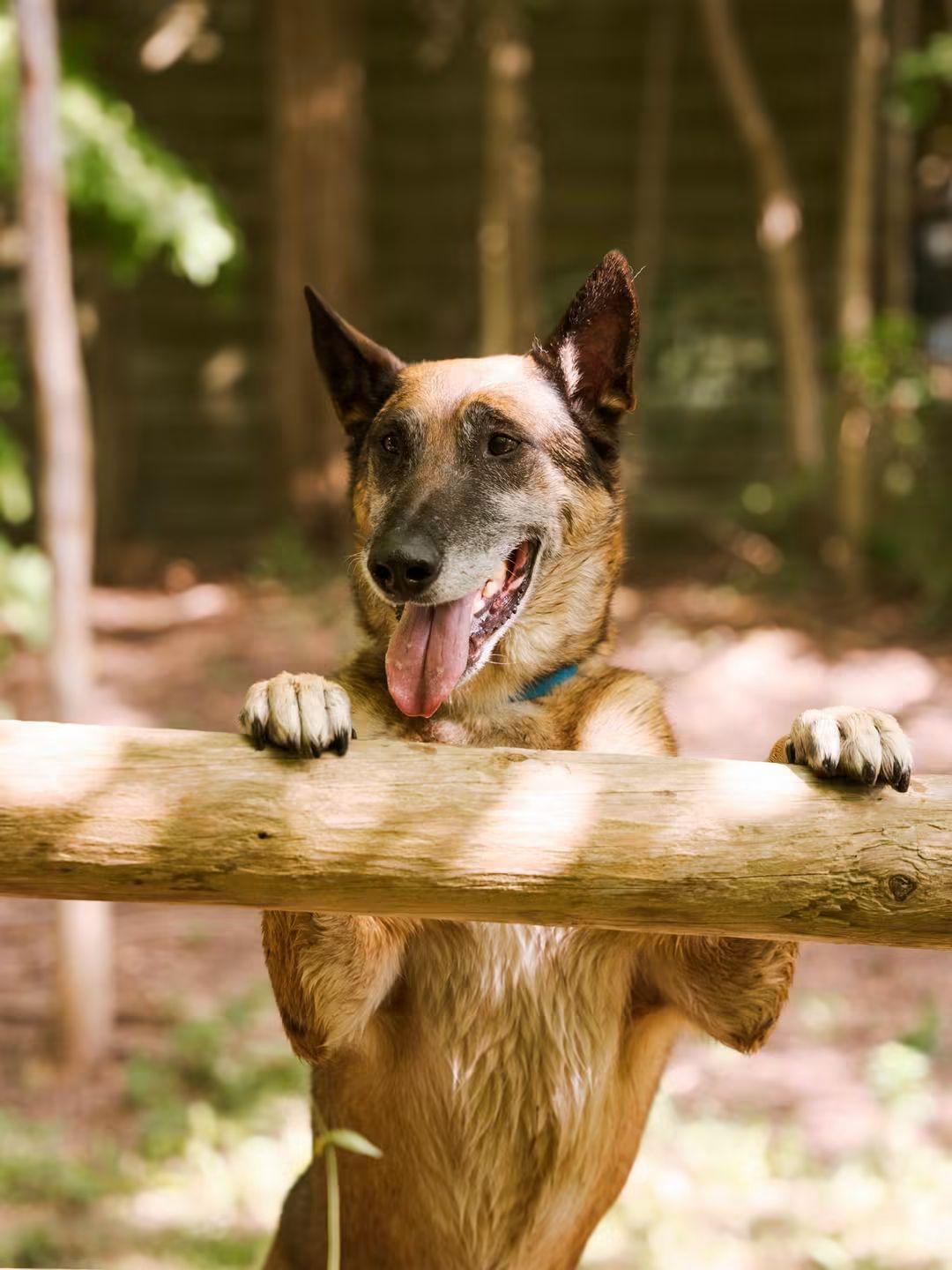 Enlarge Max, a Adopted Belgian Shepherd / Malinois in Rockwood, ON image 5/6