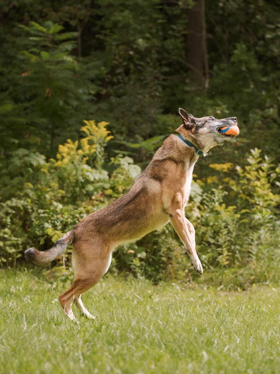 Enlarge Max, a Adopted Belgian Shepherd / Malinois in Rockwood, ON image 6/6