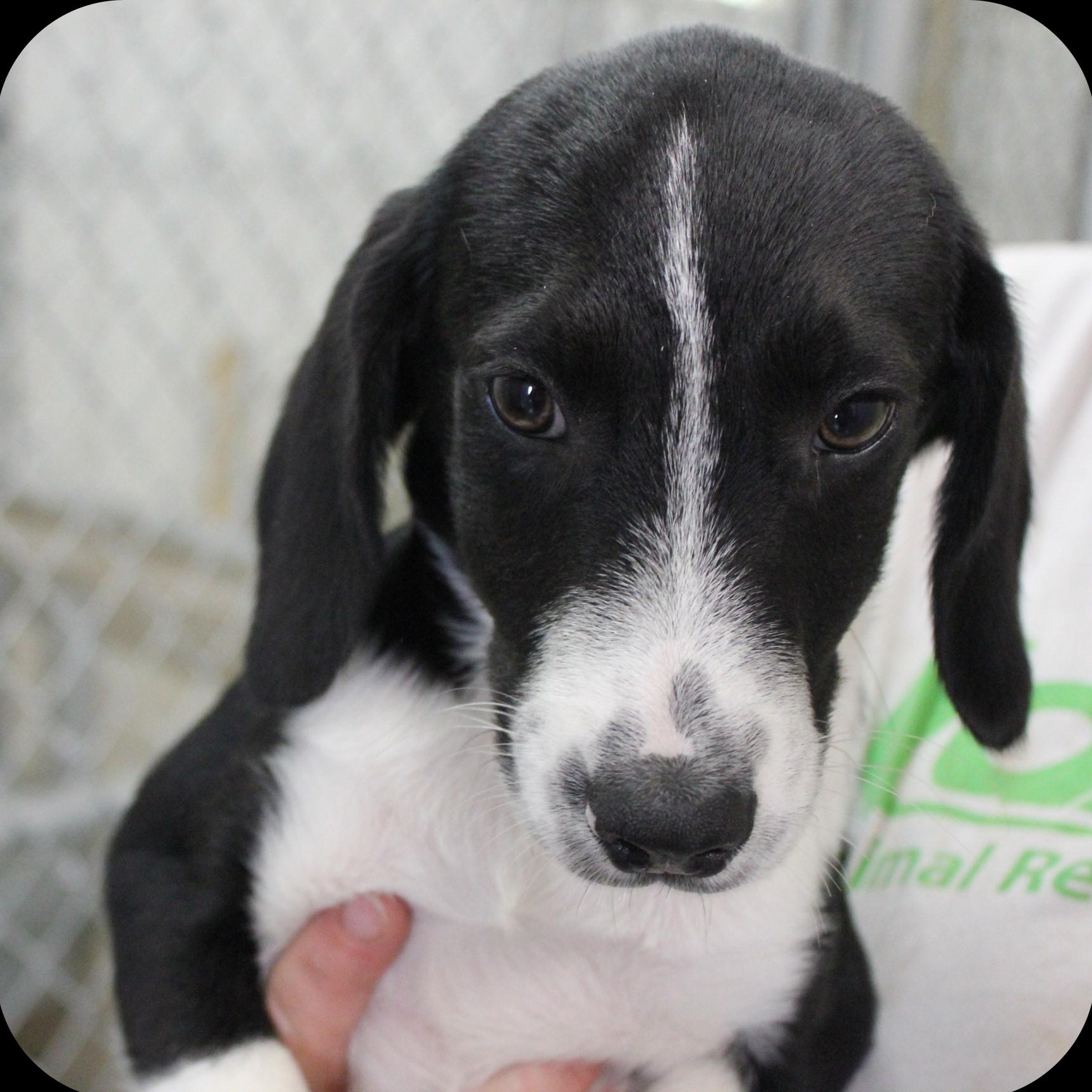 Booker, ADOPTABLE, Puppy Male Mixed Breed.