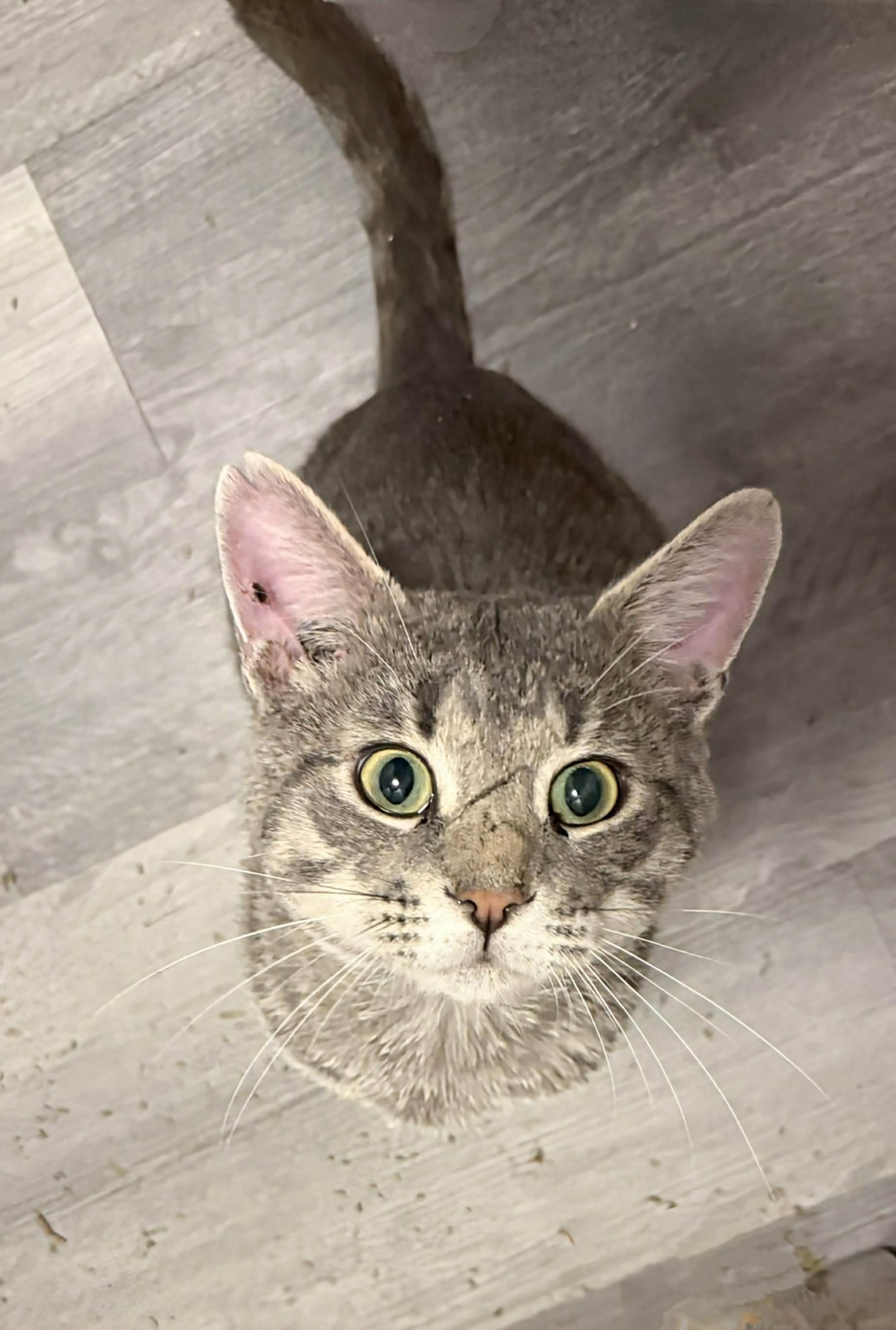 Enlarge Sir Winston, an adoptable Domestic Short Hair in Winnipeg, MB image 2/3