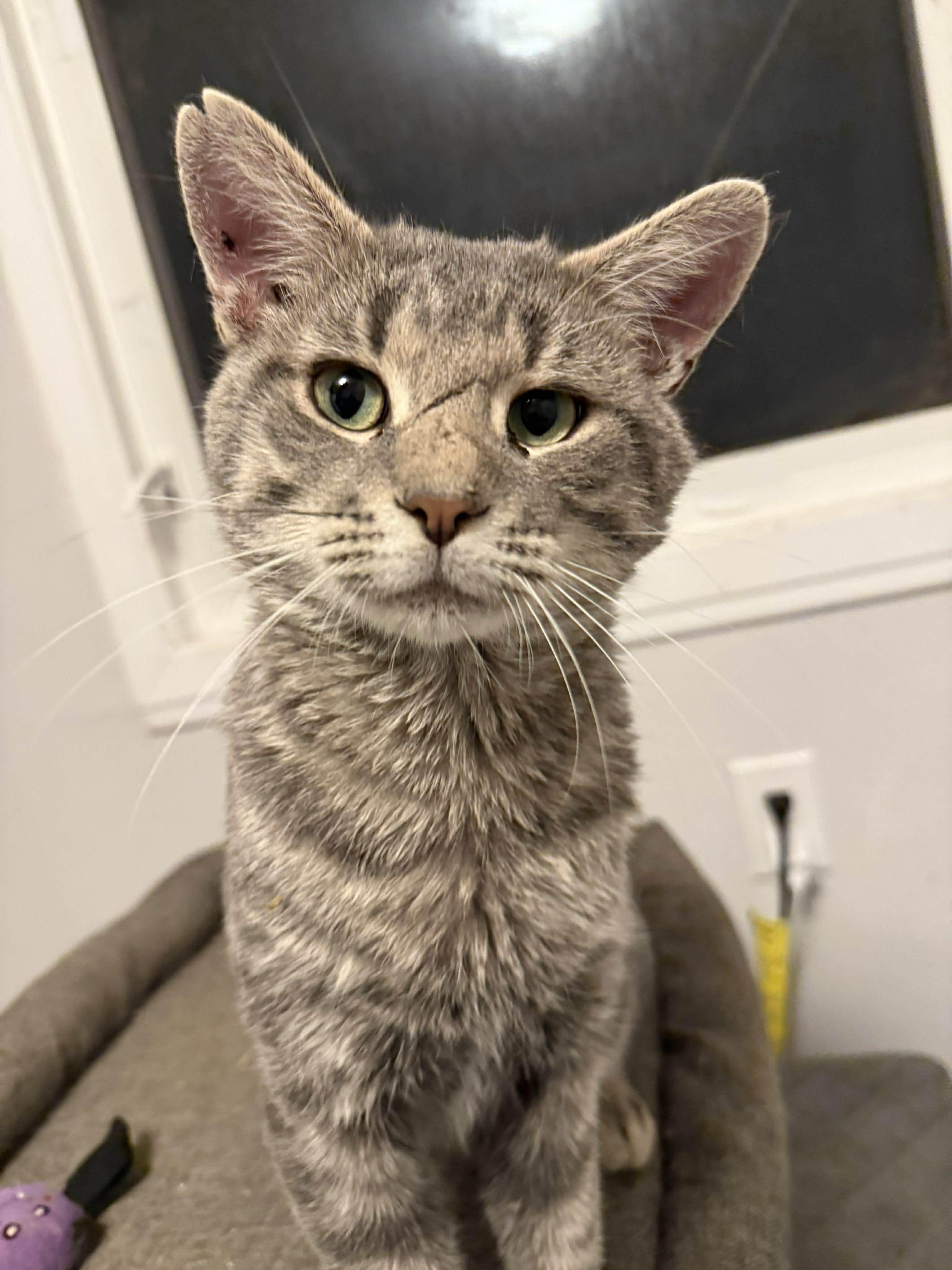 Sir Winston, adoptable, Adult Male Domestic Short Hair.