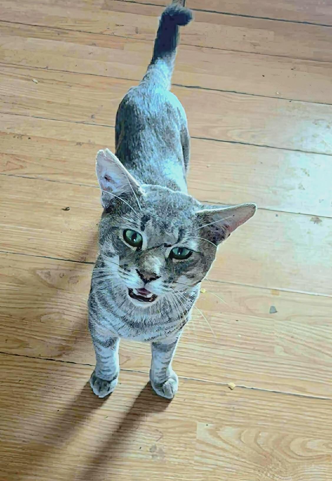 Enlarge Sir Winston, an adoptable Domestic Short Hair in Winnipeg, MB image 3/3