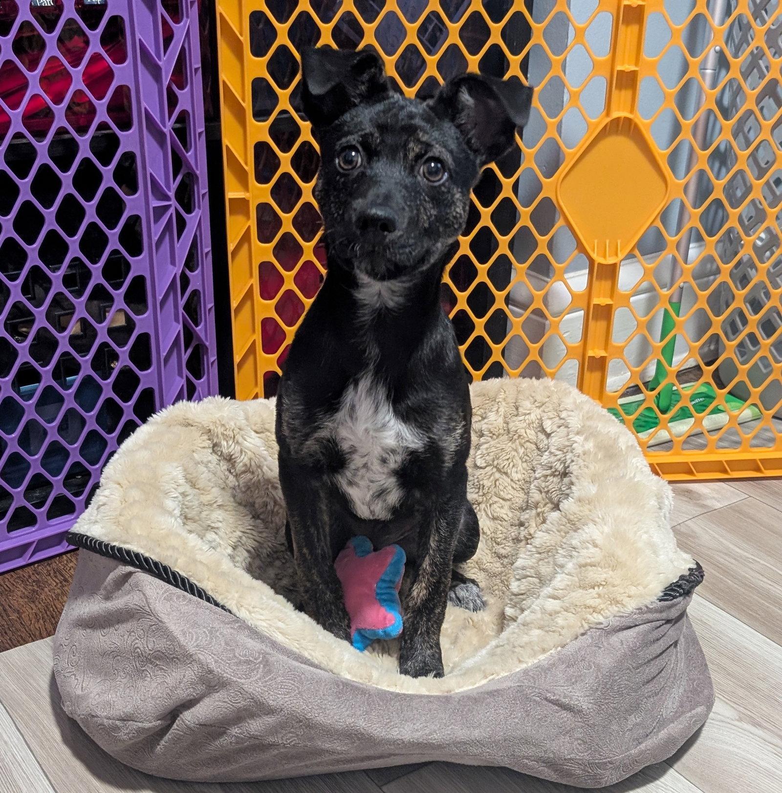 Blaze, a Adoptable Terrier in Brooklyn Center, MN image 1/3