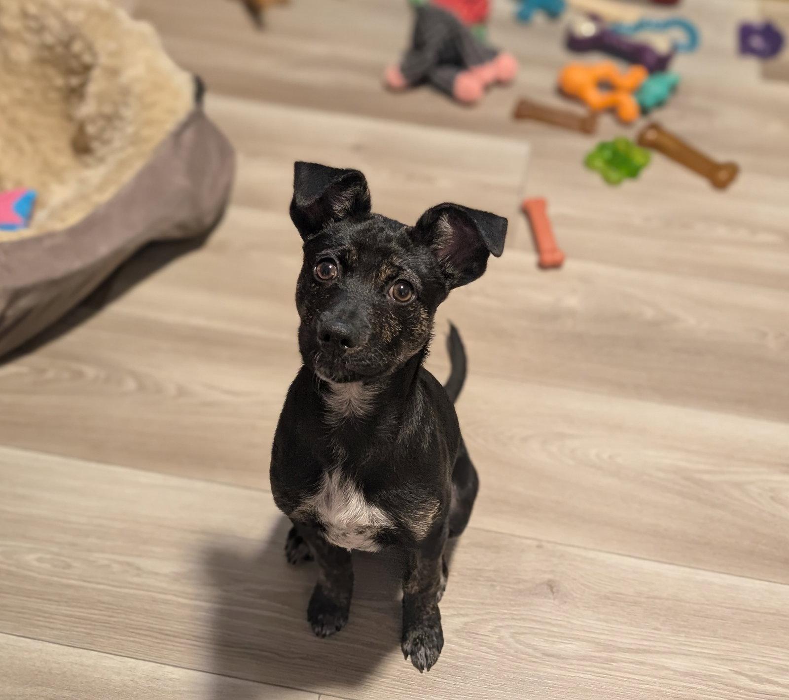 Blaze, a Adoptable Terrier in Brooklyn Center, MN image 2/3