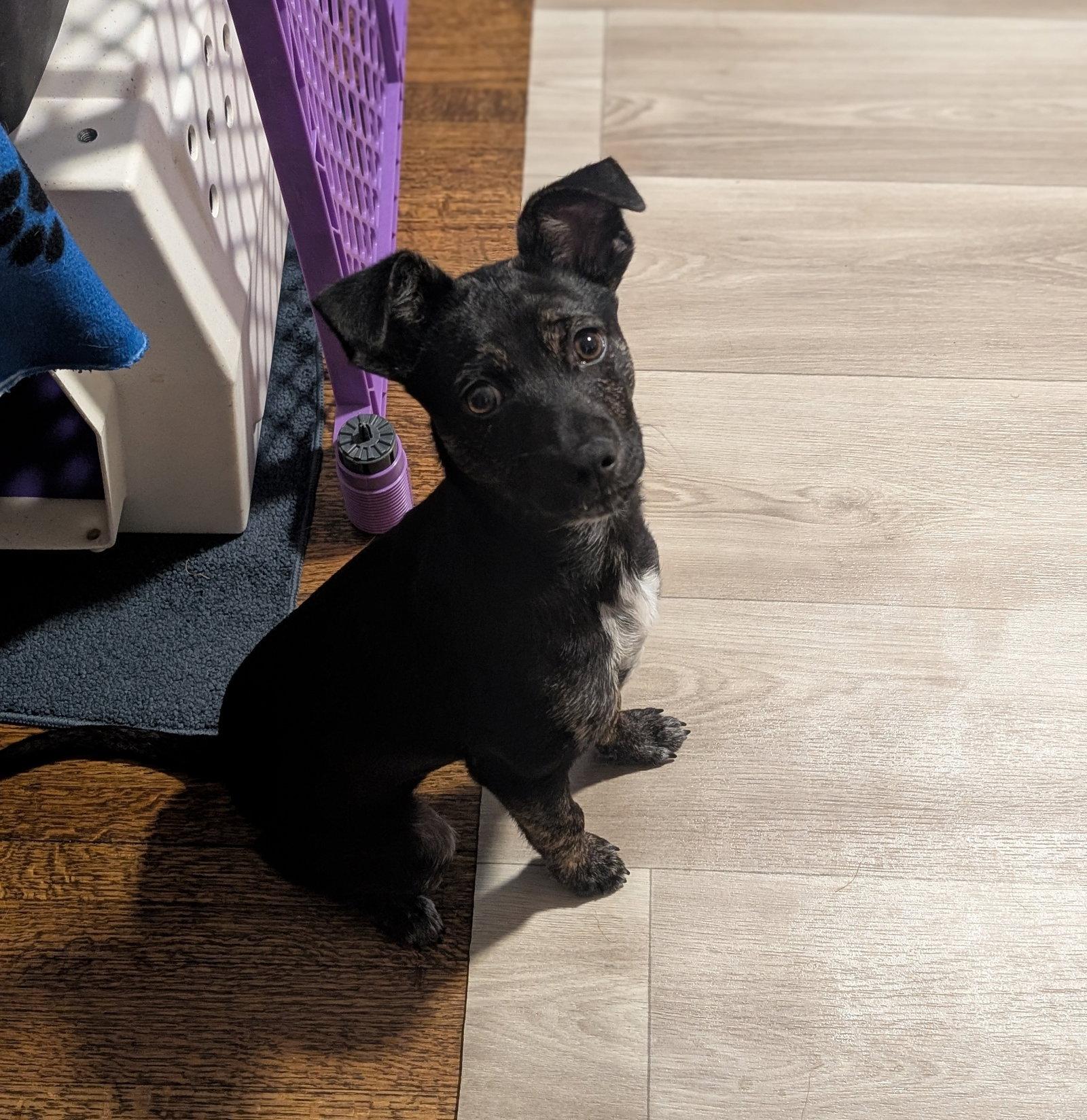 Blaze, a Adoptable Terrier in Brooklyn Center, MN image 3/3