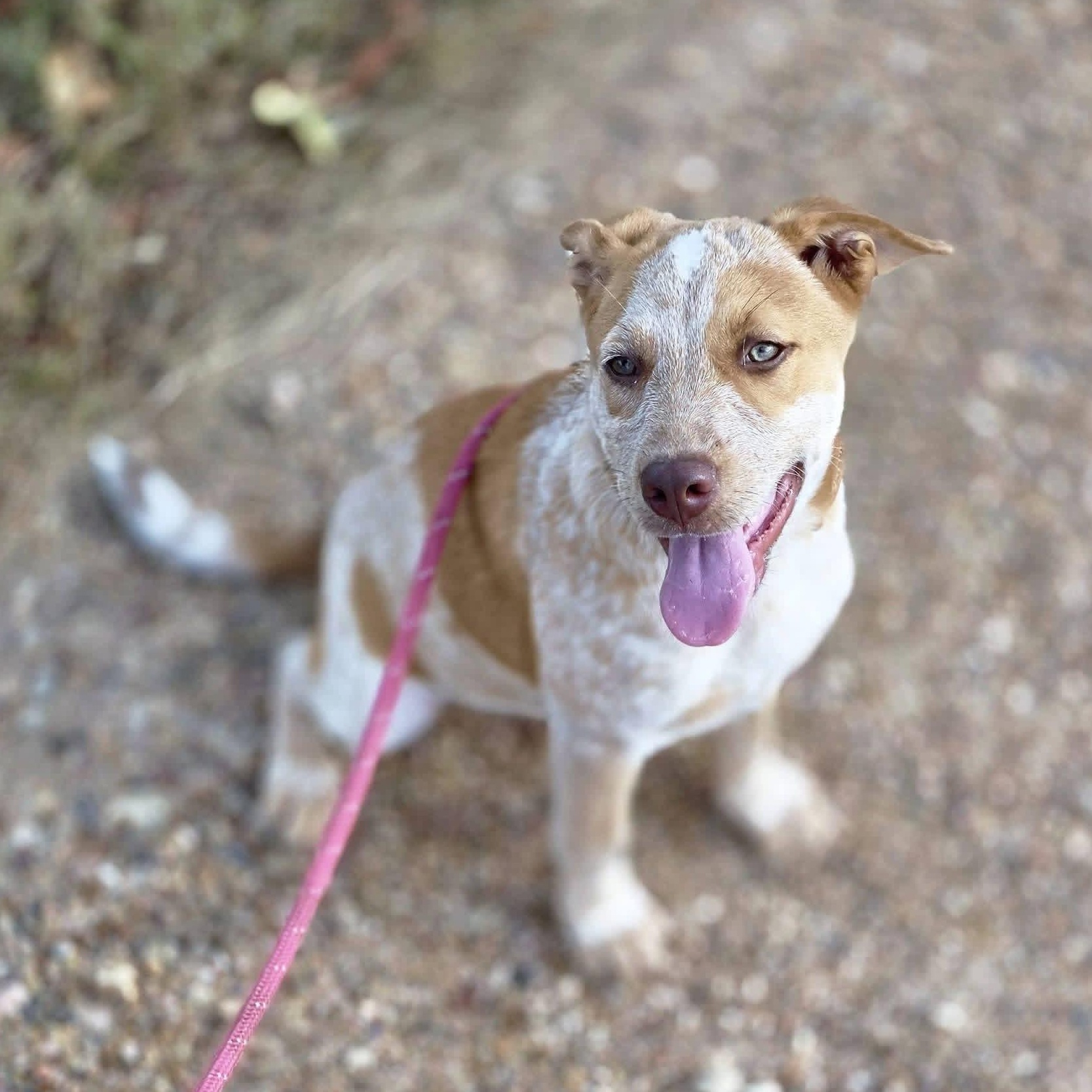 Enlarge Little Red, a Adoptable mixed breed in Bangor, ME image 1/3