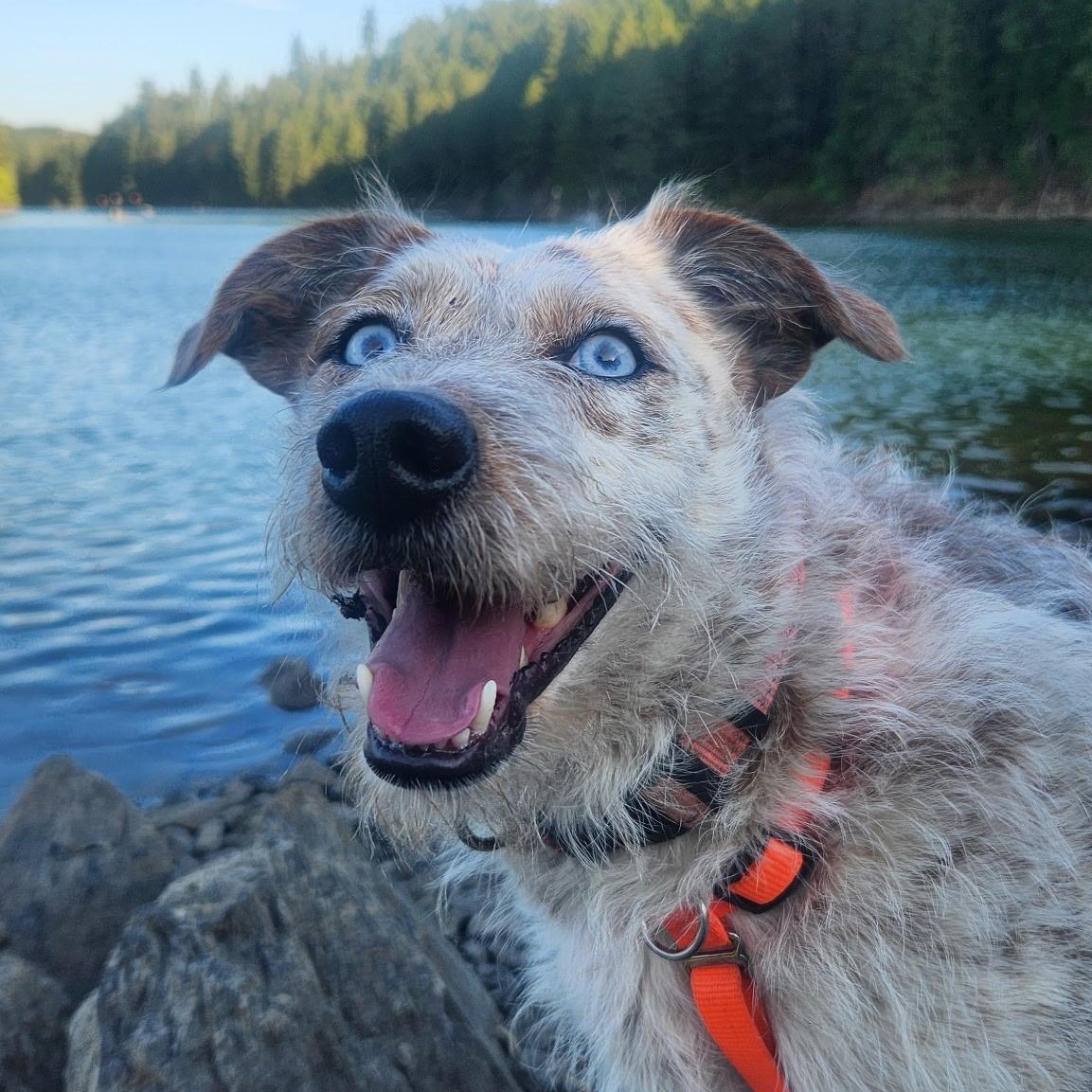 Candace, Adoptable, Adult Female German Wirehaired Pointer & Cattle Dog.