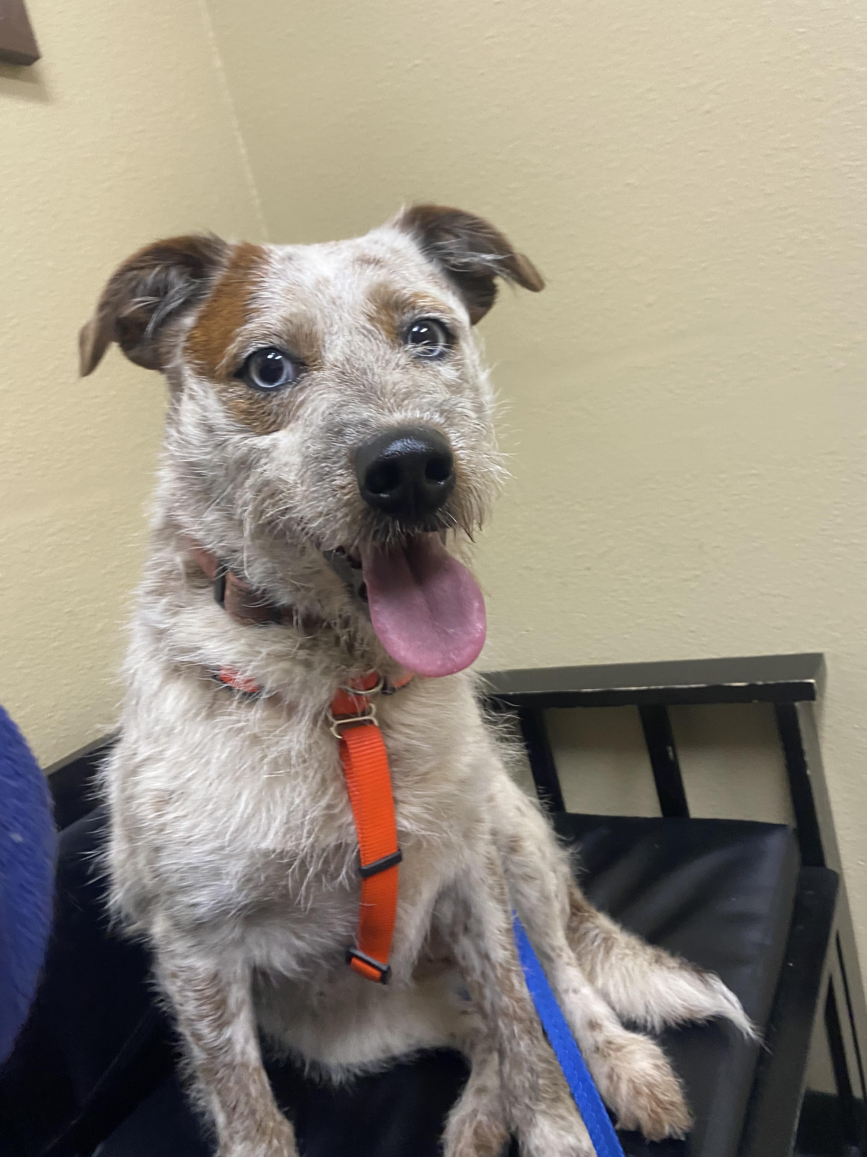 Enlarge Candace, a Adoptable mixed breed in Eugene, OR image 2/4