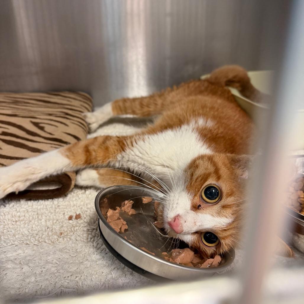 Tilly — thumbnail 2