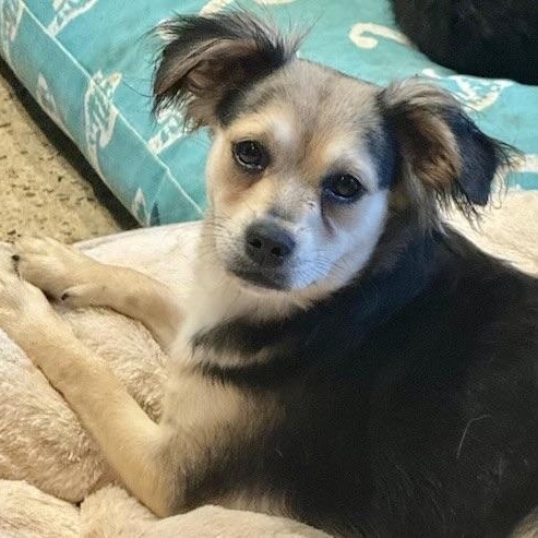 Enlarge HARROW, a Adoptable mixed breed in lisbon, CT image 1/6