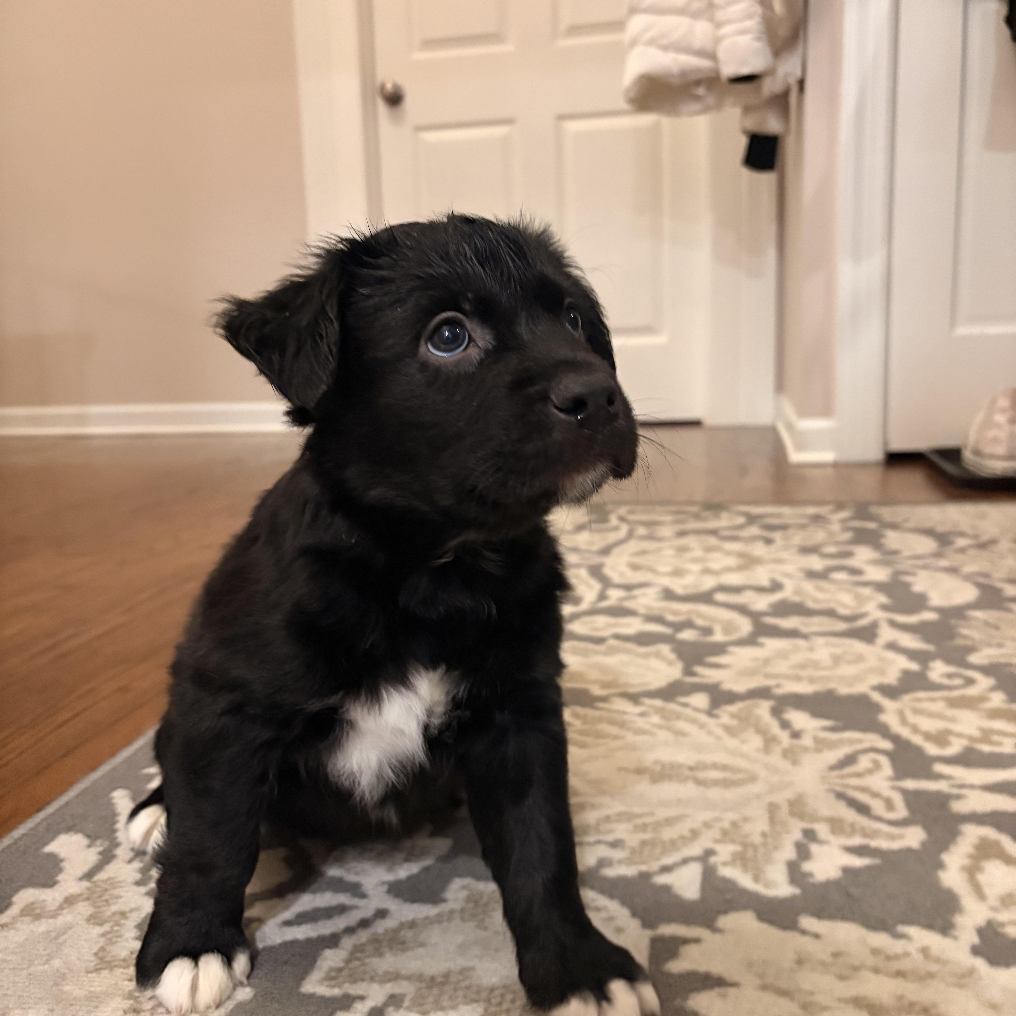 Enlarge Molly. ADOPTED, a ADOPTABLE mixed breed in Union Grove, WI image 4/4