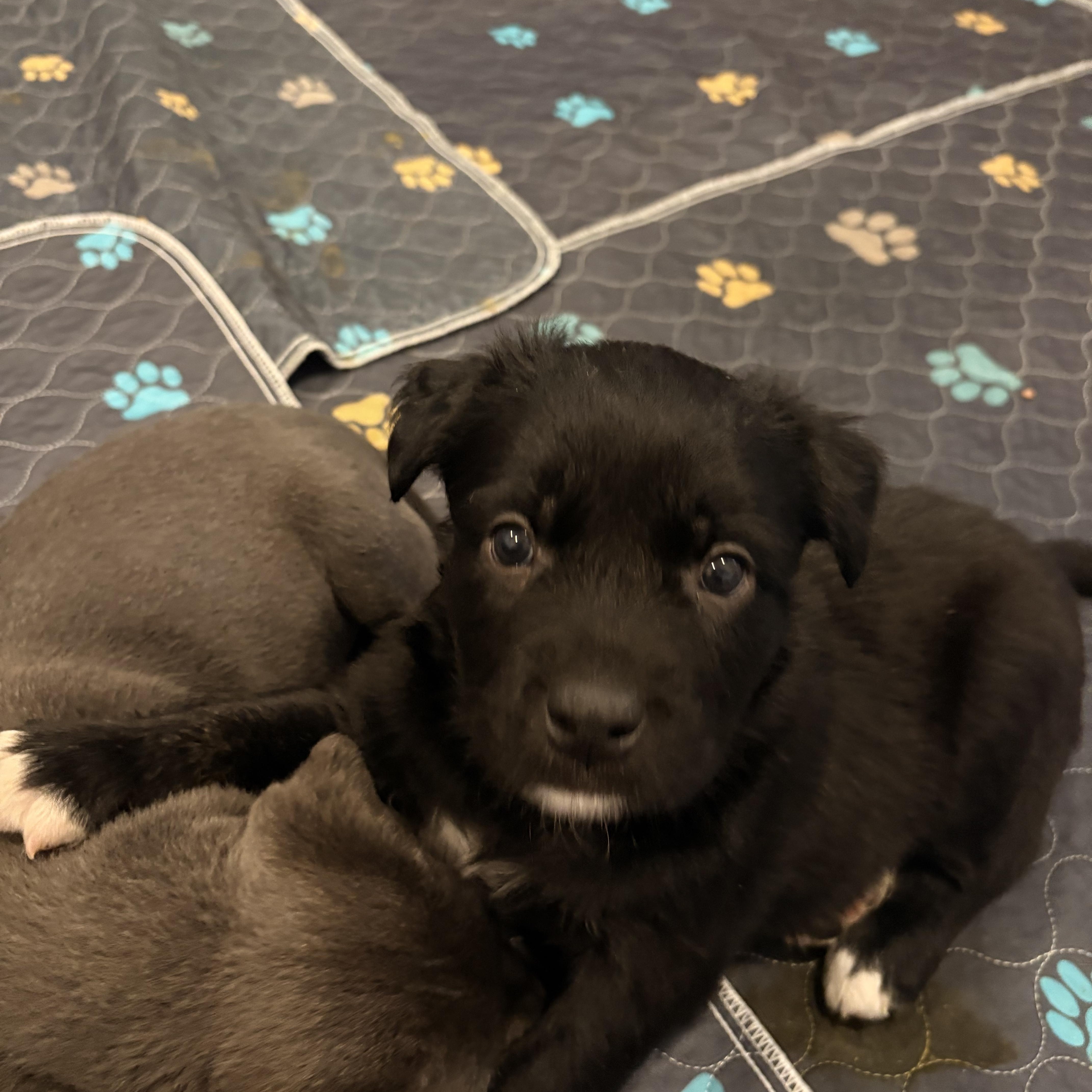 Enlarge Molly. ADOPTED, a ADOPTABLE mixed breed in Union Grove, WI image 2/4