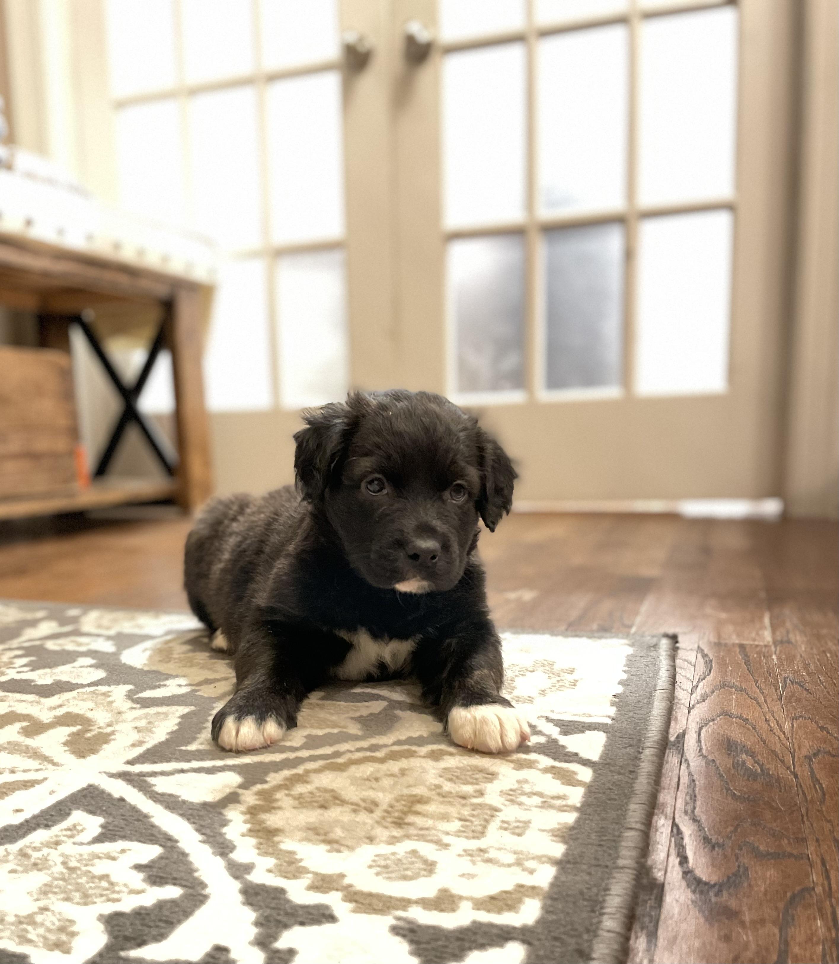 Enlarge Molly. ADOPTED, a ADOPTABLE mixed breed in Union Grove, WI image 3/4