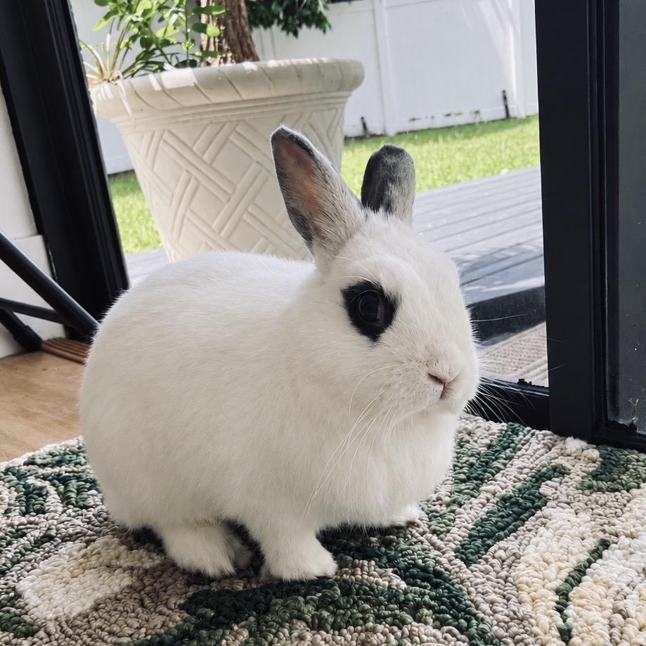 Shadow, Adoptable, Senior Male Hotot.