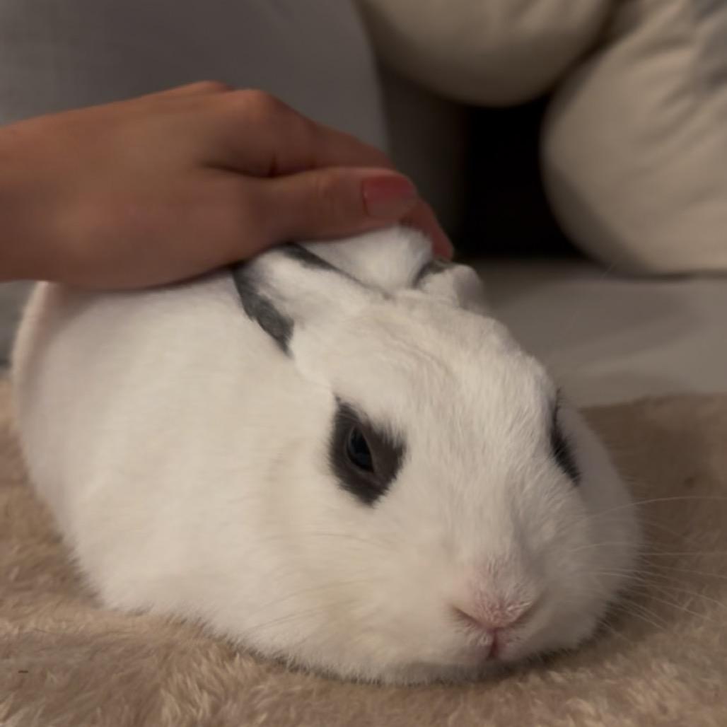 Shadow, Adoptable, Adult Male Hotot.