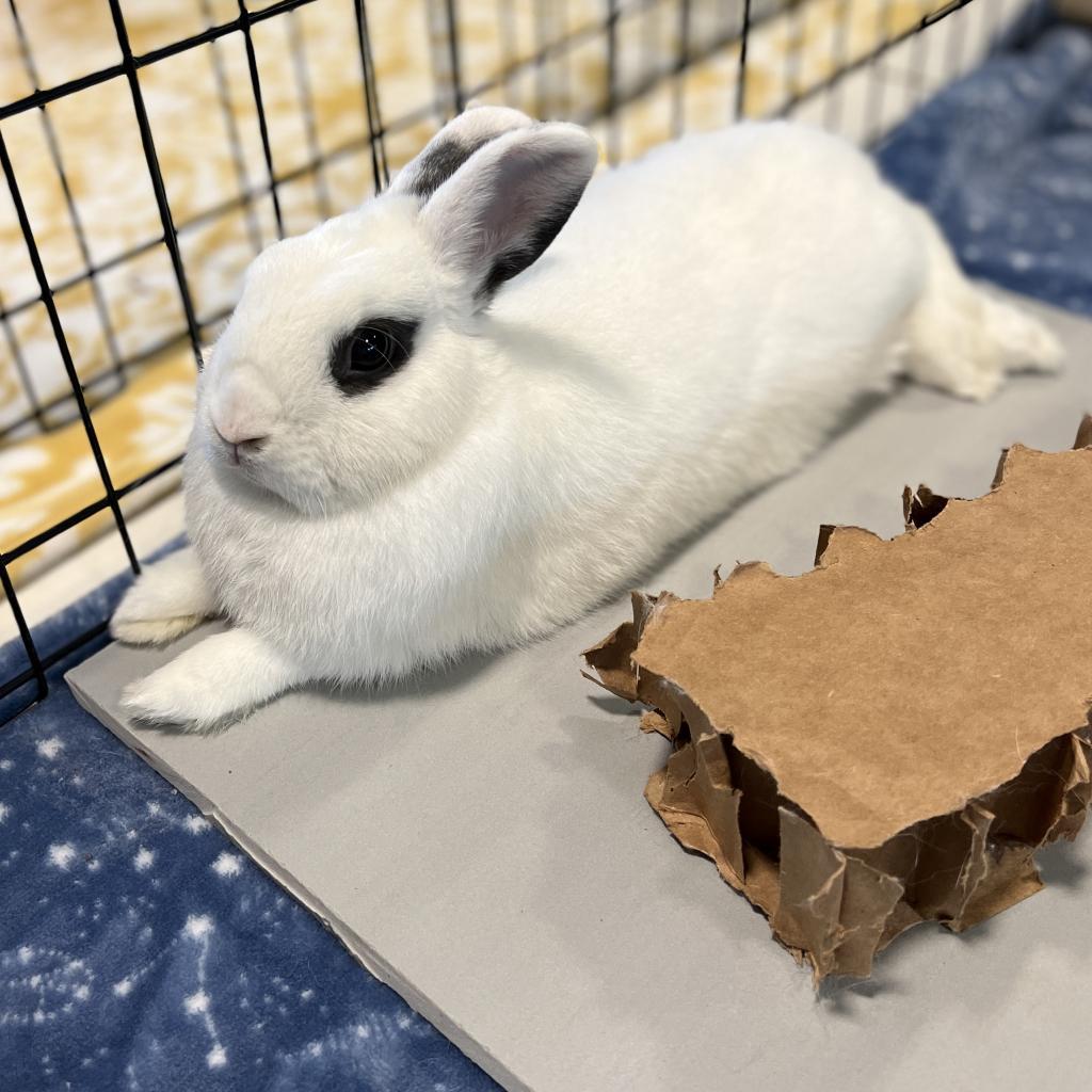 Shadow, Adoptable, Adult Male Hotot.