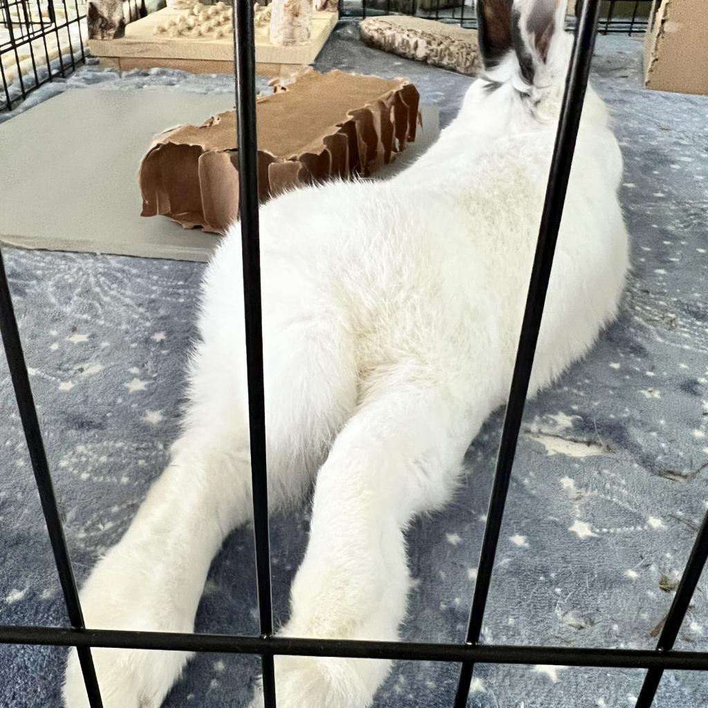 Enlarge Shadow, a Adoptable Hotot in Miami, FL image 6/6