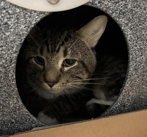 Julio, Adoptable, Adult Male Domestic Short Hair.