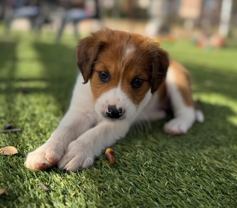 Enlarge Gumball, a ADOPTABLE mixed breed in Southlake, TX image 2/5