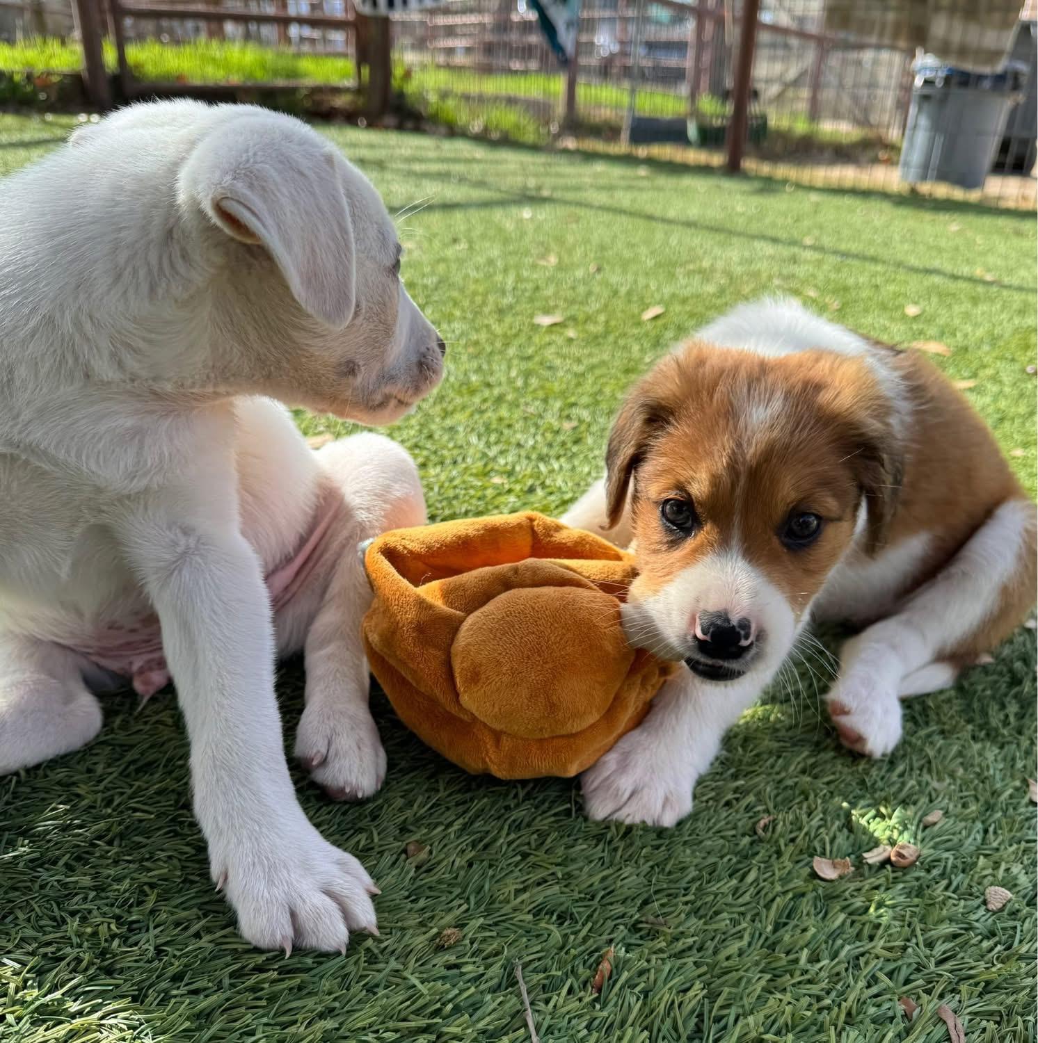 Enlarge Gumball, a ADOPTABLE mixed breed in Southlake, TX image 3/5