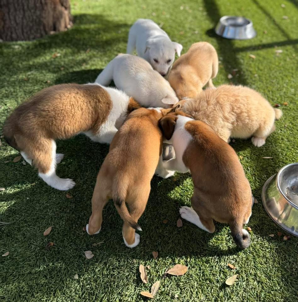 Enlarge Gumball, a ADOPTABLE mixed breed in Southlake, TX image 5/5